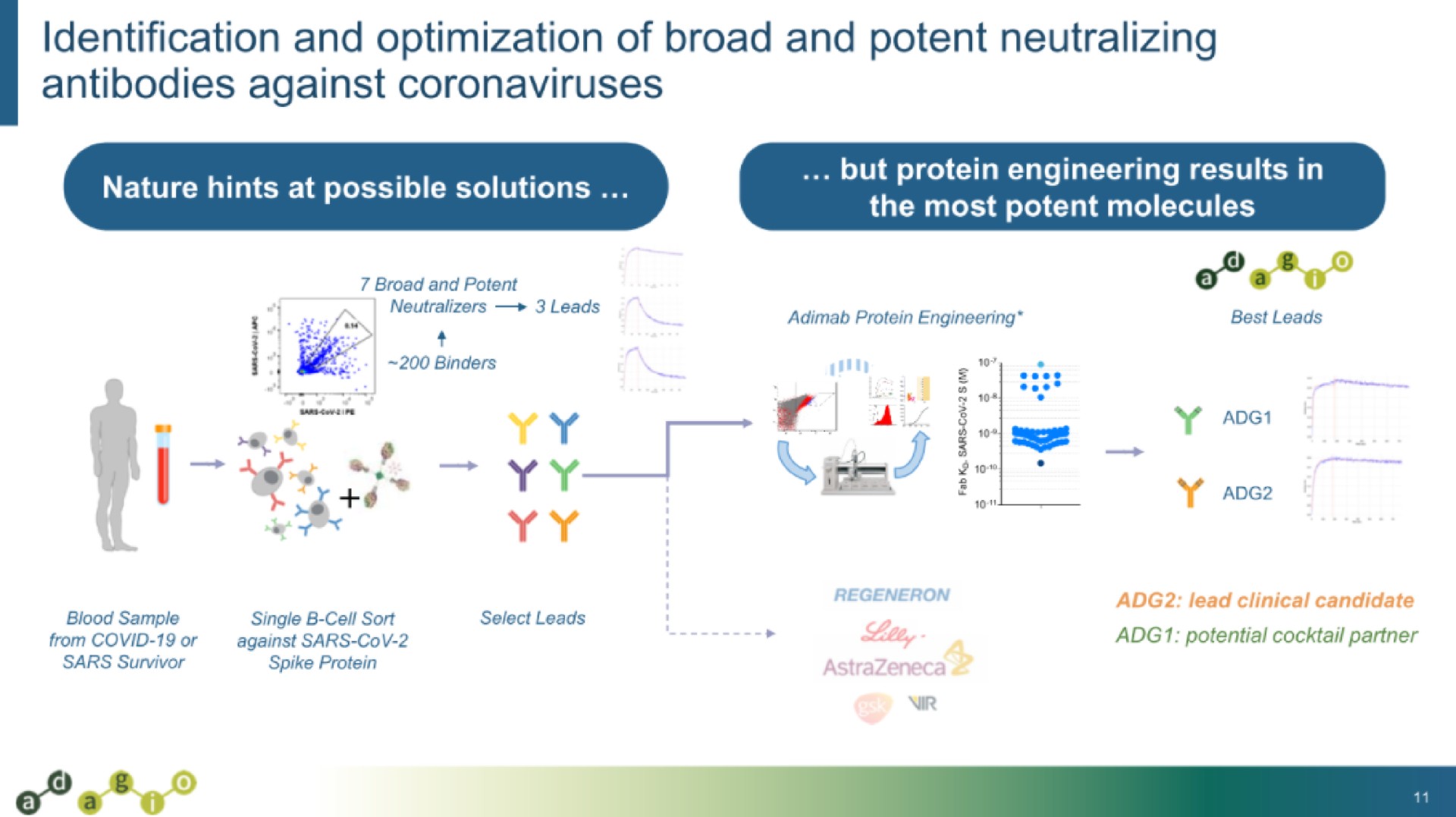 Process slide 11 from Adagio Therapeutics