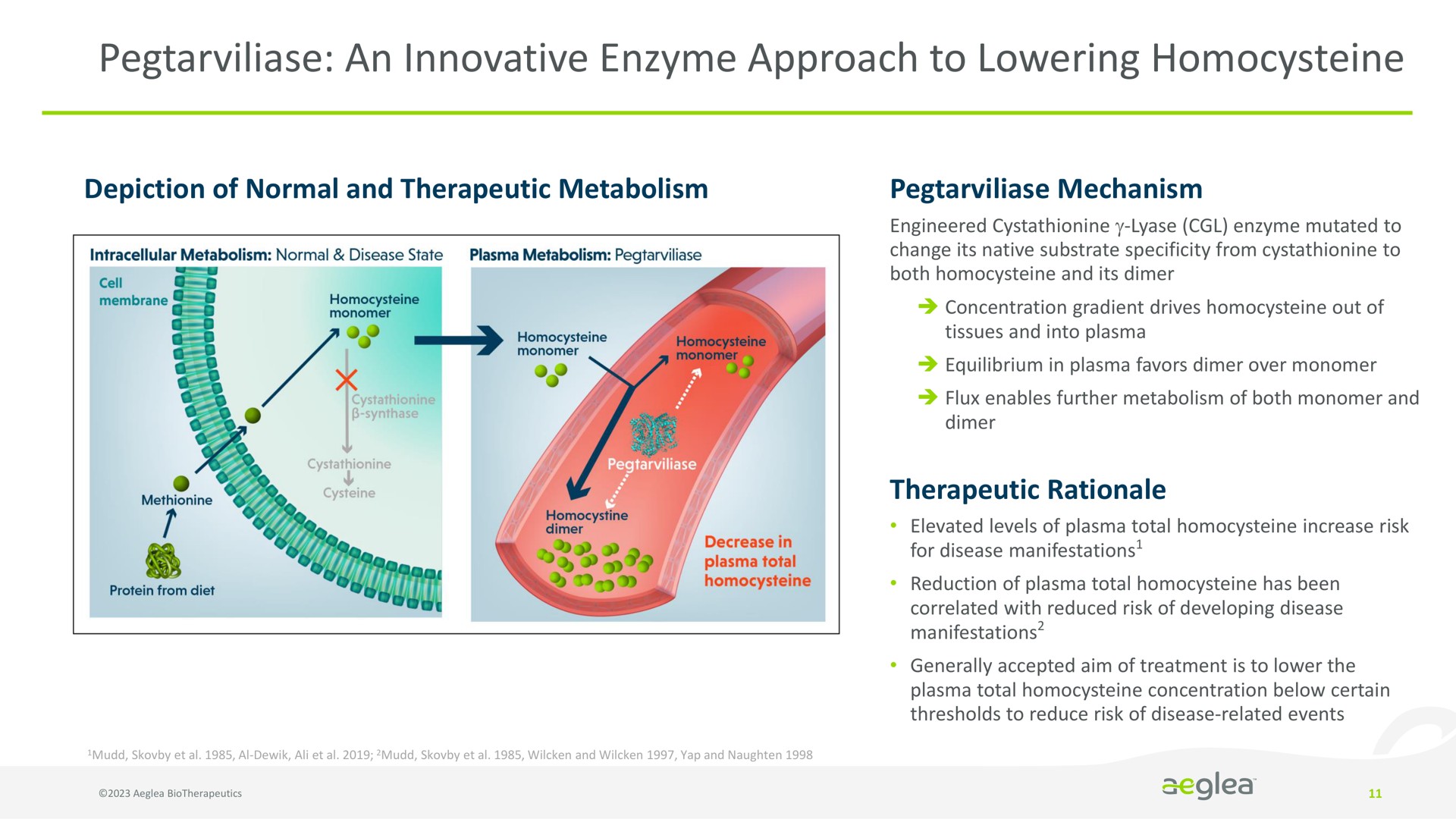 Process slide 11 from Aeglea Biotherapeutics — Redefining the Possible. Human Enzyme Therapies for People with Rare Diseases